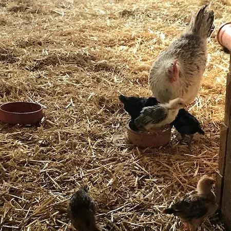 Ferienwohnung Anna Mit Blick Ins Gruene * موسباخ